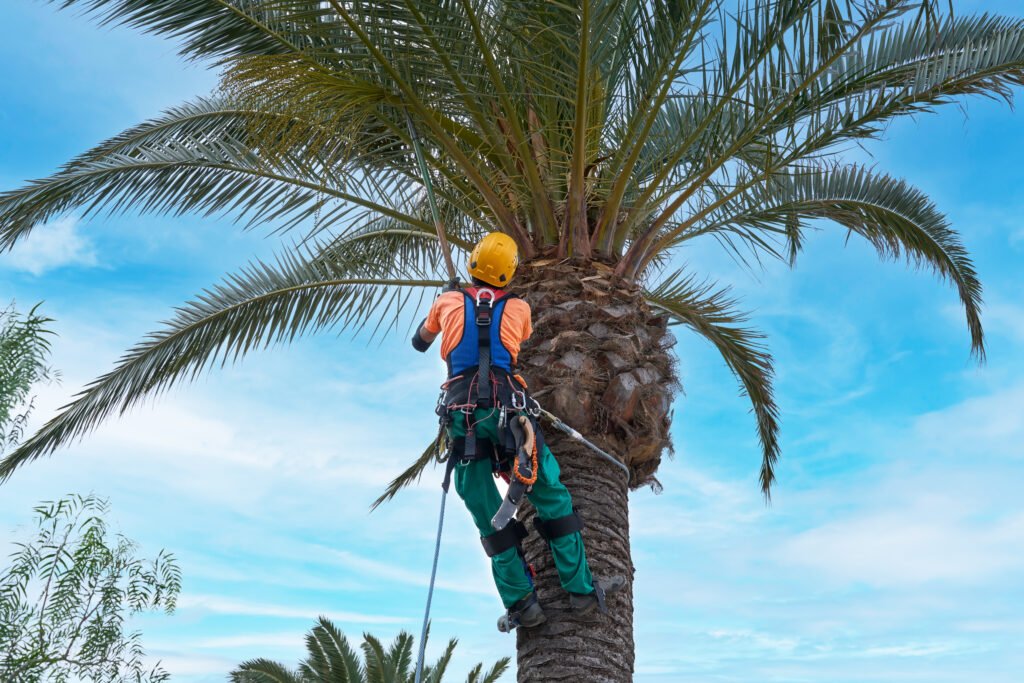 Secured arborist in protective clothing working on a tall palm tree - close-up from behind