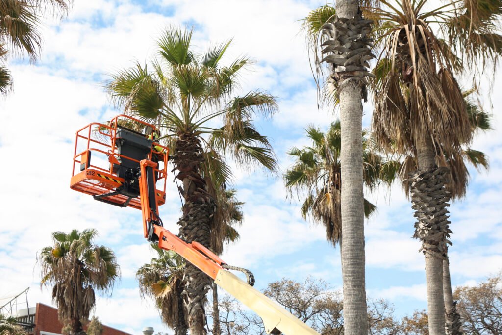 Man working on palm tree maintenance.